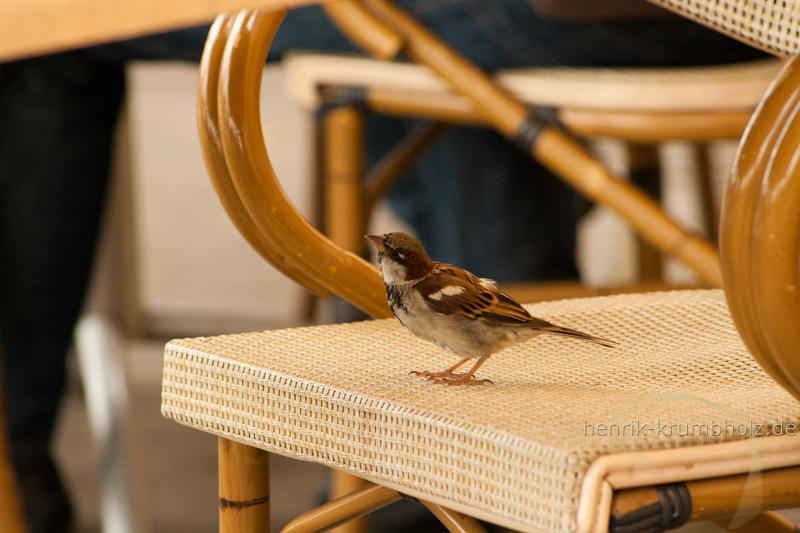 Br&uuml;hlsche Terrassen Dresden