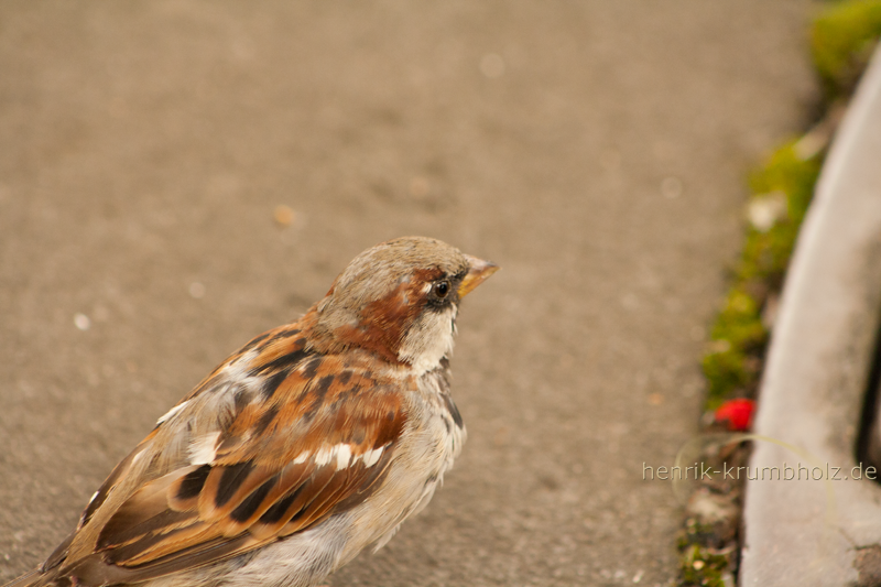 Br&uuml;hlsche Terrassen Dresden